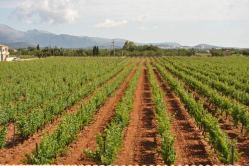 Sencelles Spanje promotiecode booking.com